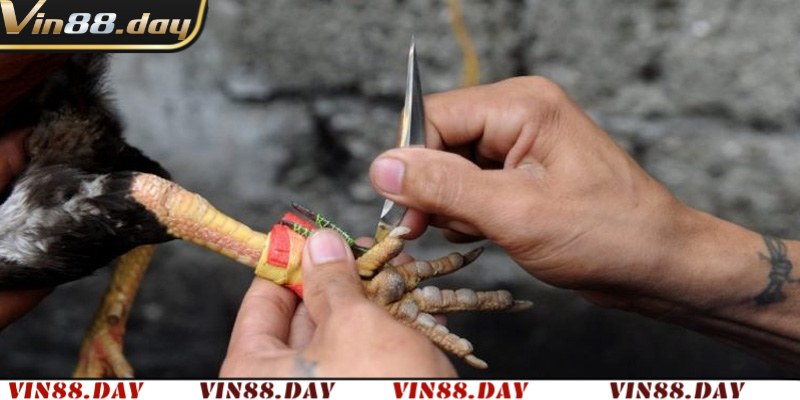 Cùng Vin88 tìm hiểu về đá gà cựa dao là gì?