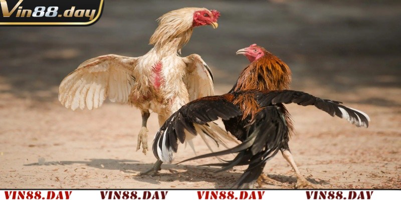 Đá gà Thomo hôm nay này ở đâu? Cùng Vin88 tìm hiểu