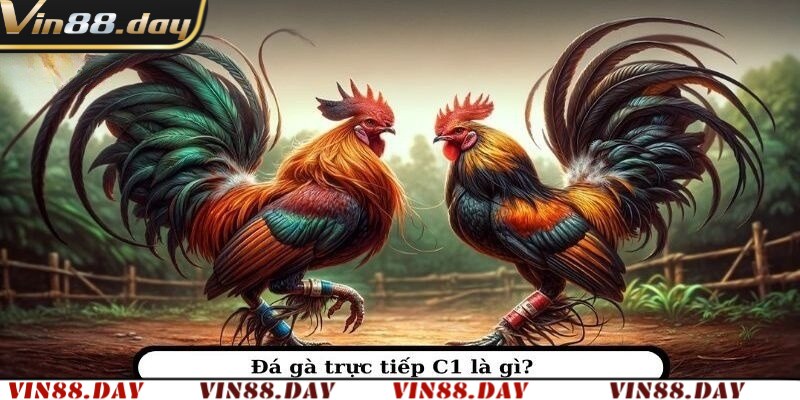 Đôi nét về đá gà trực tiếp C1 tại Vin88