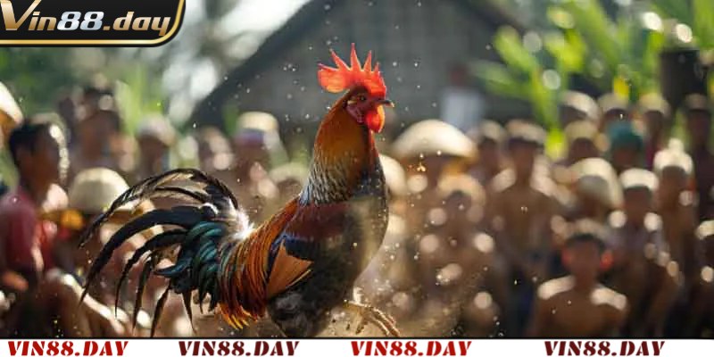 Lưu ý khi tham gia đá gà mạng tại sân chơi Vin88