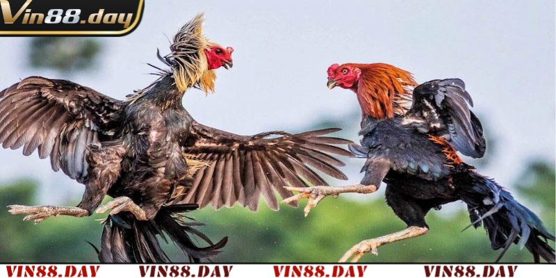 Vài lưu ý kê thủ cần nắm về đá gà Thomo hôm nay